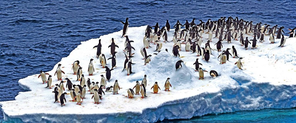 Kaiserpinguine in der Arktis