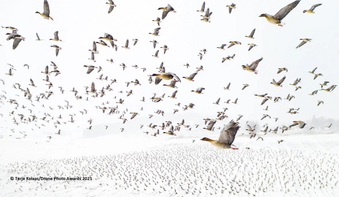 Wildgänse im Flug von Terje Kolaas für die Drone Photo Awards 2021