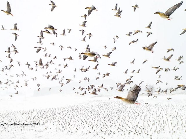 Wildgänse im Flug von Terje Kolaas für die Drone Photo Awards 2021